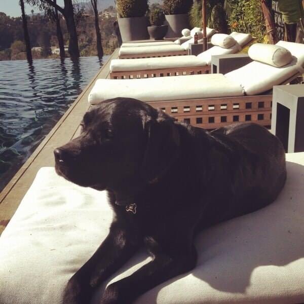 trapet1's tweet image. RIP Santos 😭 😭 une pensée à @LHallyday ainsi qu’à Jade et Joy