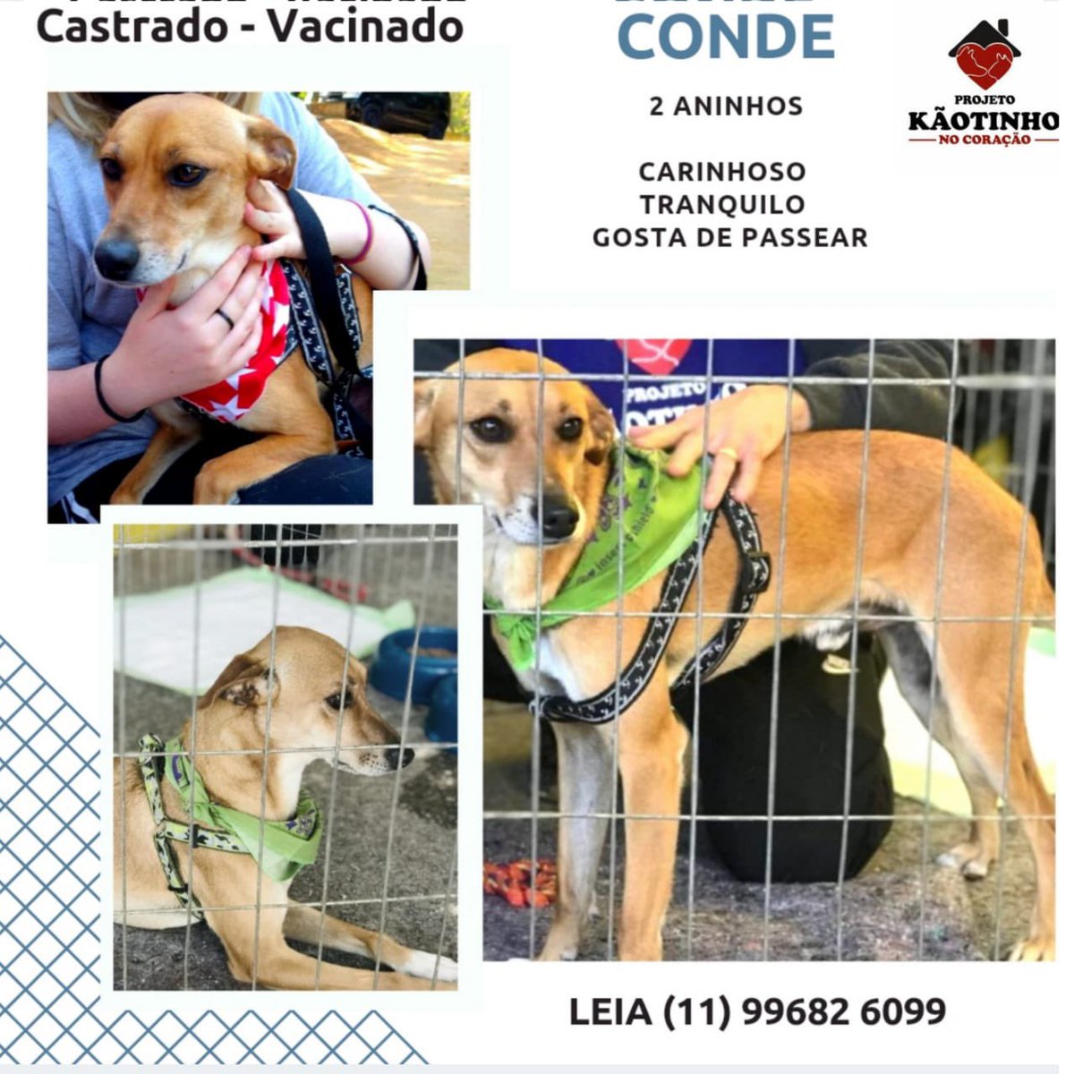 kaotinho's tweet photo. Amigos, nos perdoem por iniciar o domingo assim, com um desabafo, mas ontem fizemos 2 eventos e não tivemos NENHUMA adoção. Foi a sexta-feira inteira de preparação dos 🐶🐈, um sábado inteiro dedicado aos eventos, custos de banho e tosa,  vermífugos, taxidog…

Continua + 🧶 https://t.co/rJCQhRzbAr