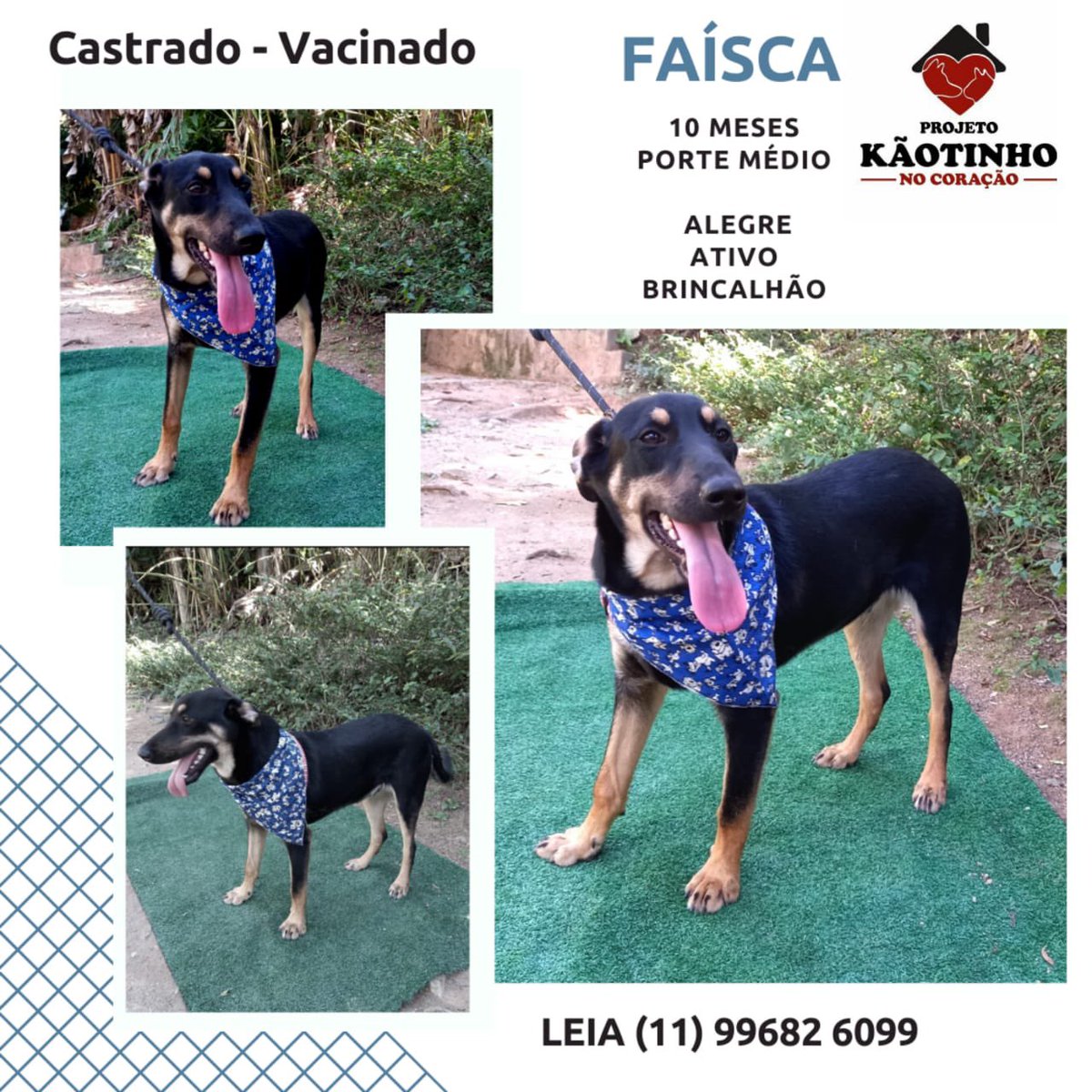 kaotinho's tweet photo. Amigos, nos perdoem por iniciar o domingo assim, com um desabafo, mas ontem fizemos 2 eventos e não tivemos NENHUMA adoção. Foi a sexta-feira inteira de preparação dos 🐶🐈, um sábado inteiro dedicado aos eventos, custos de banho e tosa,  vermífugos, taxidog…

Continua + 🧶 https://t.co/rJCQhRzbAr