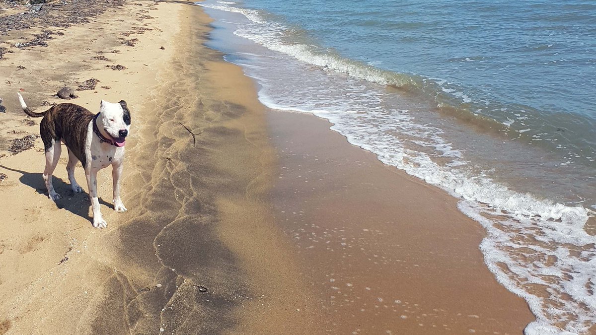 LeaningPalm's tweet photo. Everyone loves a nice walk on the beach! https://t.co/45b5RByO6x