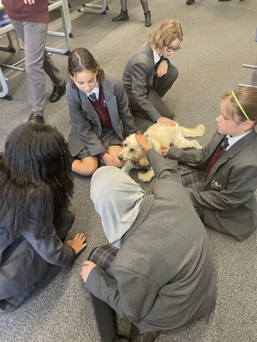 KAA_Tilly's tweet photo. Had a great time at school dog enrichment, got pampered and got lots of treats for spinning &amp; shaking hands #schooldog #enrichment https://t.co/9XDyIYooIW
