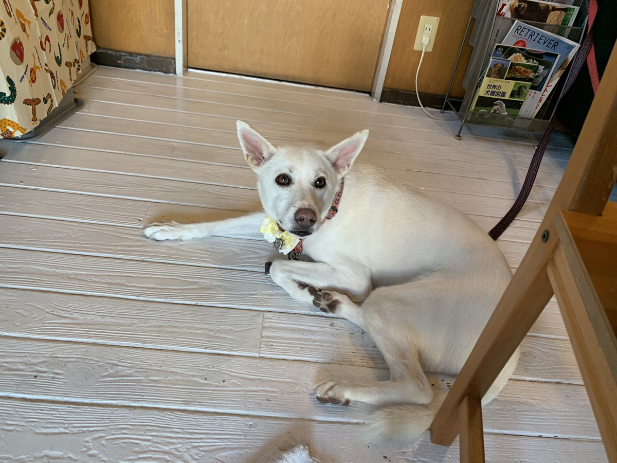 双葉 大阪府迷子犬探してます 双葉に関しての事をインスタに載せました Twitterは文字が制限されてしまうので良かったら T Co 6xhkdvmazq こちらを見てください