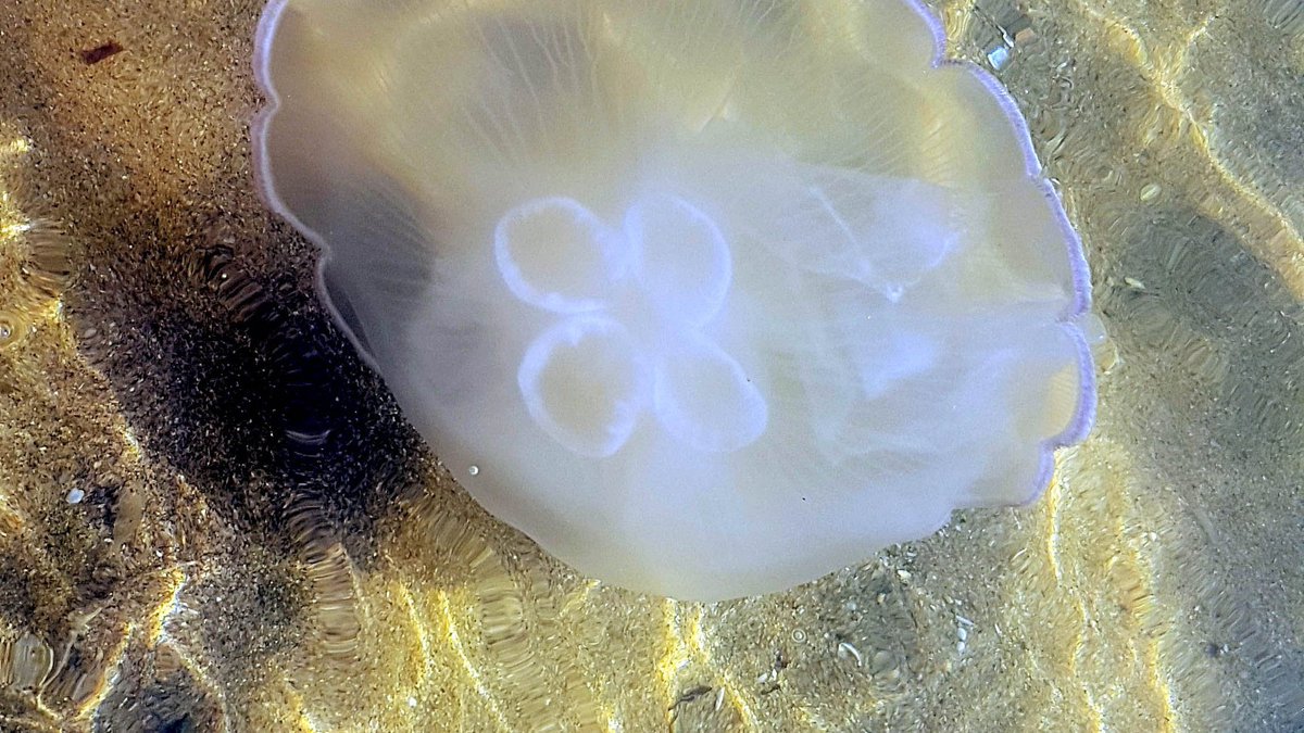 LeaningPalm's tweet photo. Jellyfish #leaningpalm #travelbelize https://t.co/qYn1exruGZ