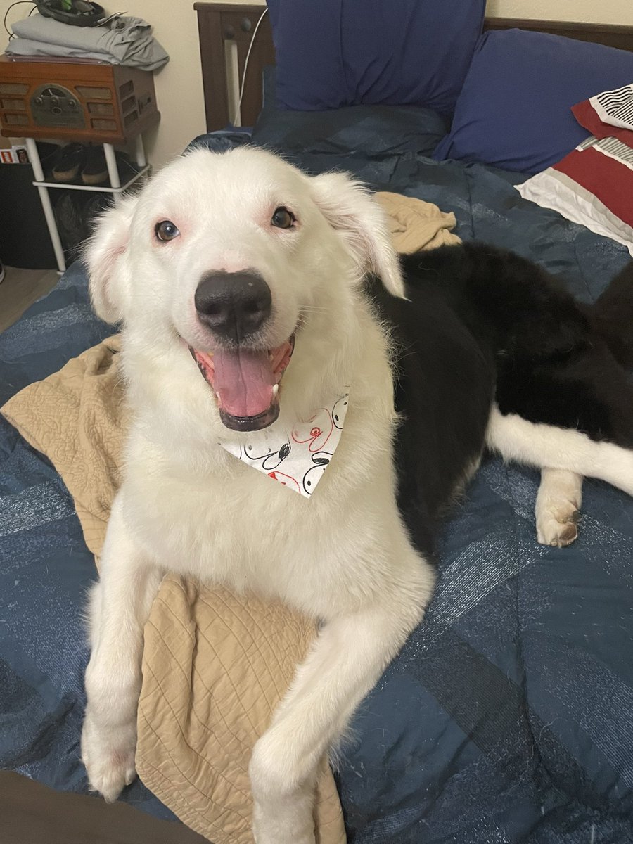 RealSpodermang's tweet photo. @MrRoflWaffles His name is Winter and he says hi guys https://t.co/zD9INrmfXZ