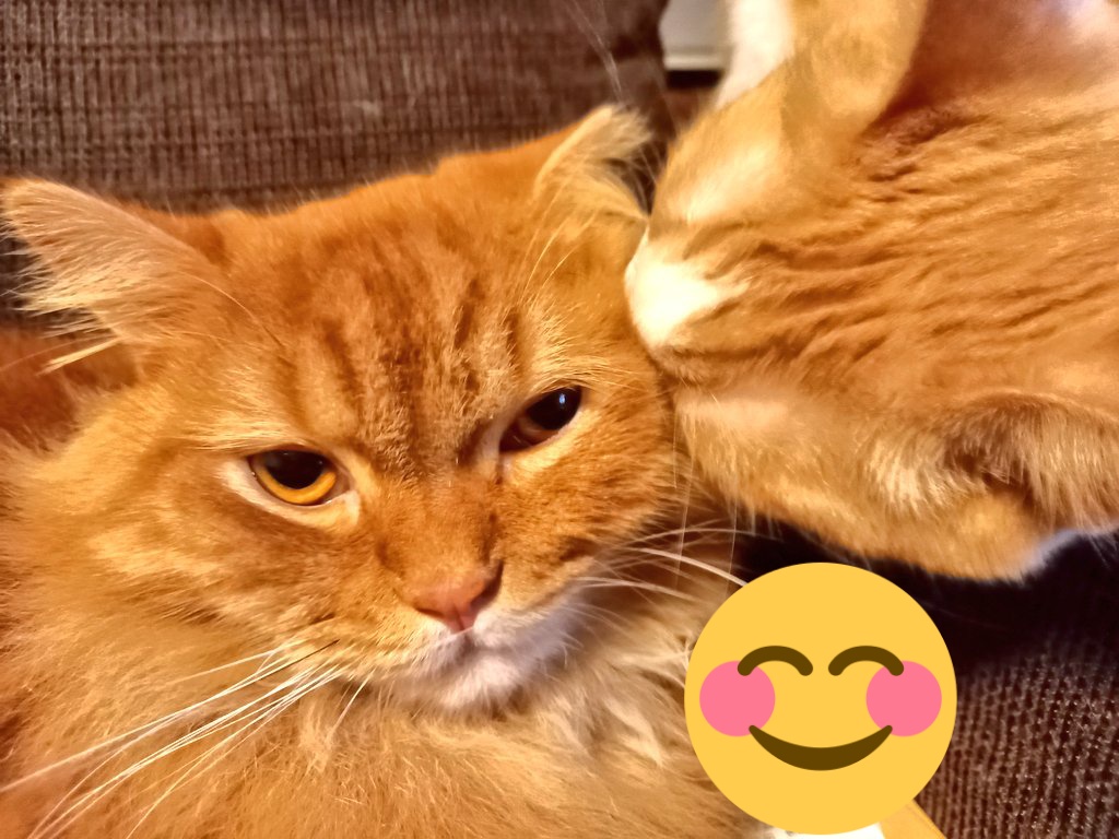 ten_white39's tweet photo. 末っ子ネコにペロペロされてまんざらでもないお顔☺ https://t.co/yYjJHfTl5x