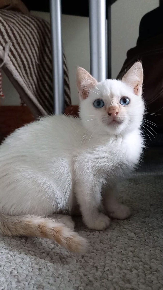 gatos_en's tweet photo. Los seis tulitos que se  salvaron de la inundación, llegan algunos adoptables! Pidan el suyo en adopcion.gatos.cdmx@gmail.com. https://t.co/qNE6uBHtb0