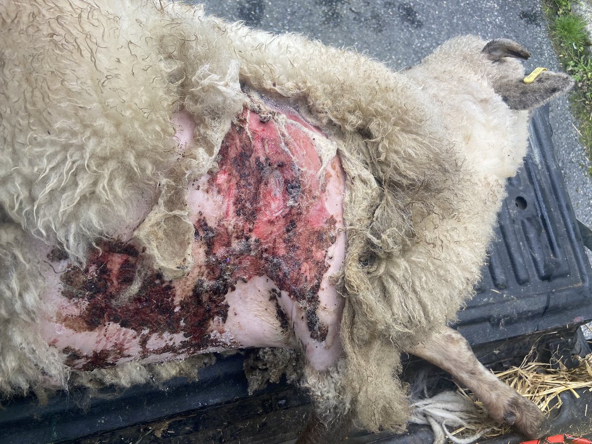 sweenyness's tweet image. This sheep has been cleaned up by the vet and should be ok, but this is what an infected dog bite looks like