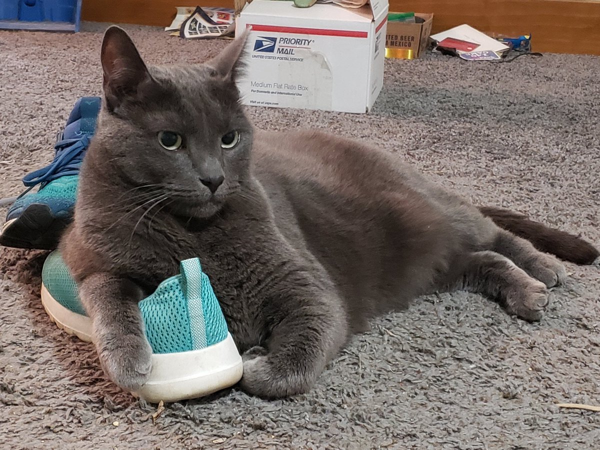 OoglieBean's tweet photo. Shoe Guardian. Important bsns. 

#Cats #ChipBean https://t.co/2KRfA5Vfnu