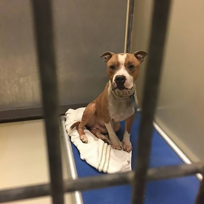 Pit Bulls Against Discrimination tweet media