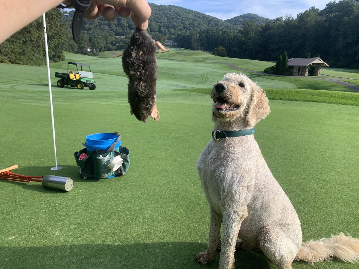 WillLaine's tweet photo. Somebody is a Proud Dog! Look at that Smile! π€£ #mycarolinasmorning @DogsOfTurf #moleslayer #GoodBoy #prouddad https://t.co/XtFOLeZn9S