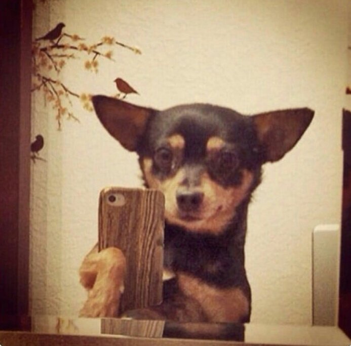 เส้วฟี่