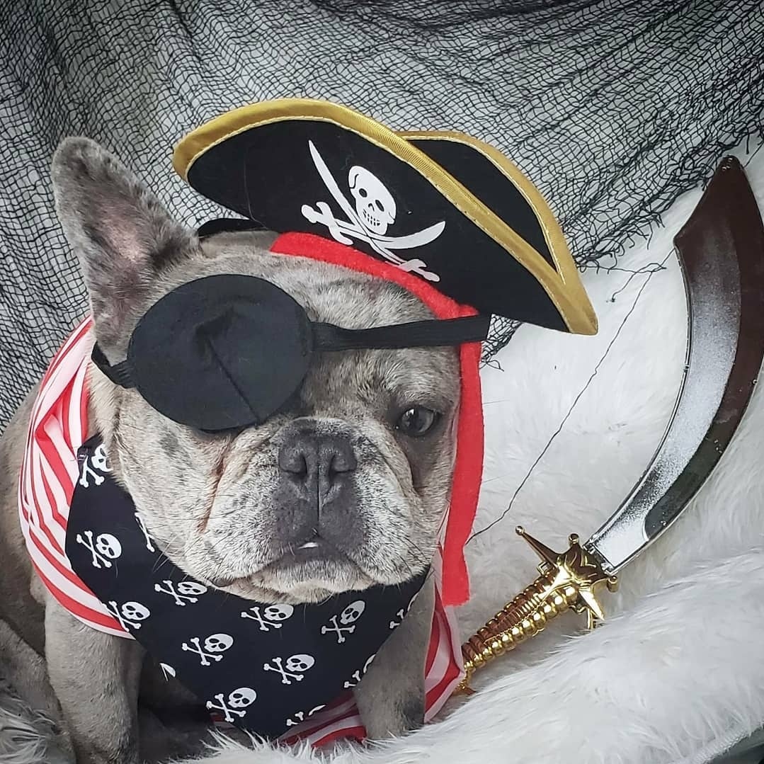 petnshape's tweet photo. Yarrr Happy National Talk Like a Pirate Day!
We're celebrating with this throwback to @boomerfrenchies entry to our 2020 Howl-o-ween Costume Contest.  ☠️⁠ https://t.co/oc2YtJ4NPX