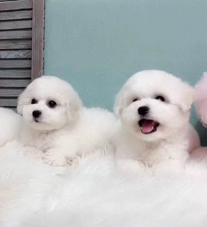 xiaobeke (@xiaobeke1) on Twitter photo 