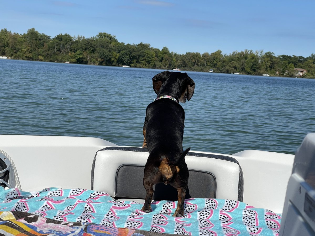 CharlieTheMini's tweet photo. I’m a learning how to swim, but that doesn’t stop me from my patrolling duties. https://t.co/06wroZNP6e