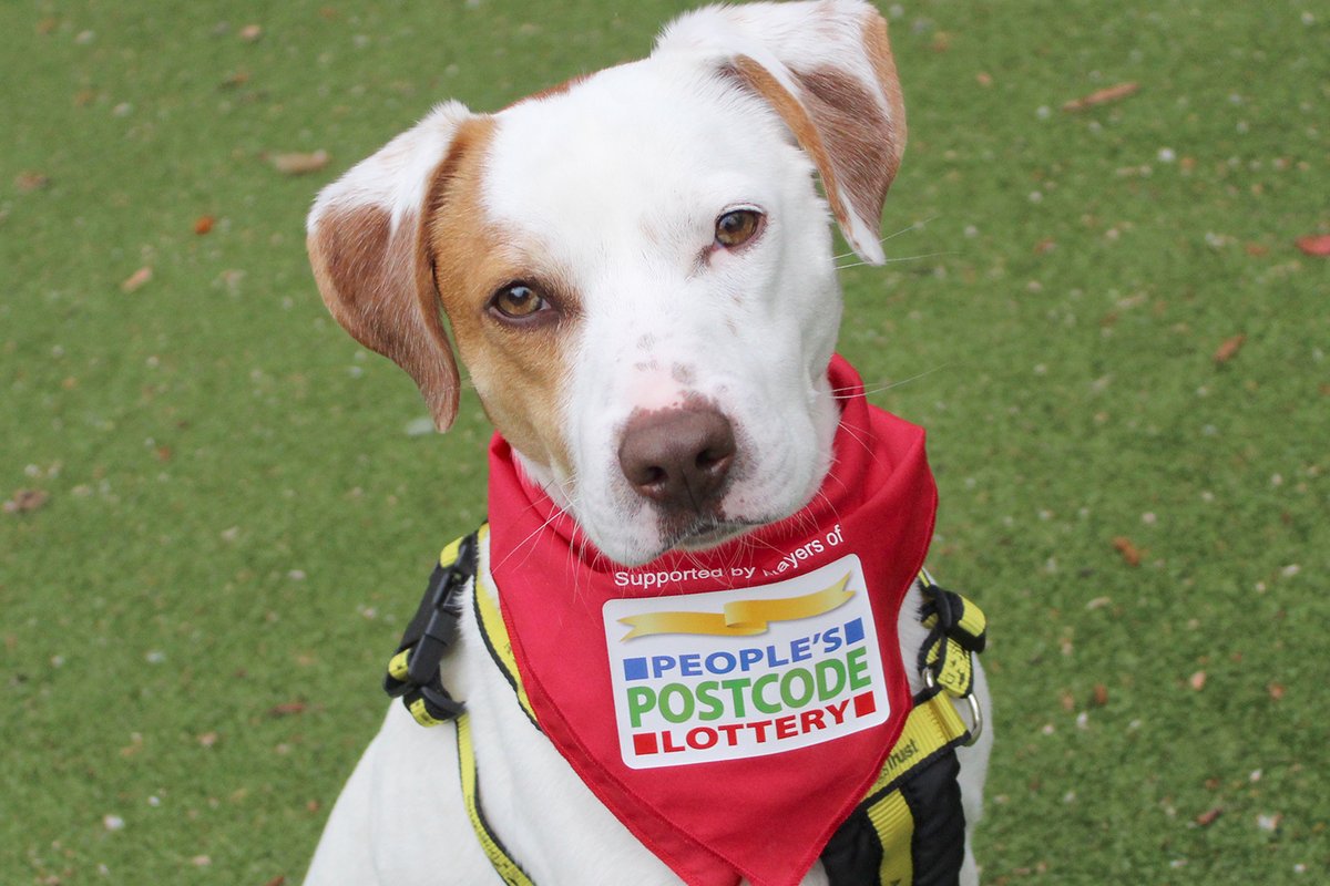 White and brown Foxhound cross Charlie is sat on grass wearing his red PPL bandana.
