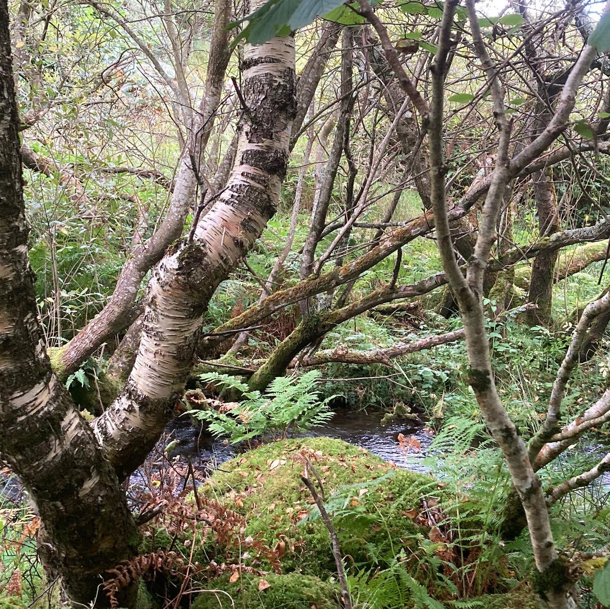avalon_lady's tweet photo. Time spent at #LochShianta #LochSheanta #LochSiant
#HolyWell #SacredSpring #ClootieWell
#HealingRituals have taken place here for centuries. The deep and crystal clear waters are watched over by a small woodland and some coppiced trees.
#AncientPlaces on #TheIsleOfSkye ๐ https://t.co/1H2Z6wEnOC