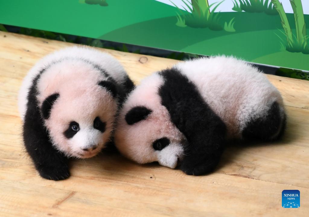 #Panda twins meet the public at #Chongqing Zoo in South West #China's Chongqing. The Zoo is inviting the public to give names for the twin male cubs that were born on 10 June this year. 📸 Photos: Xinhua Via. China Daily