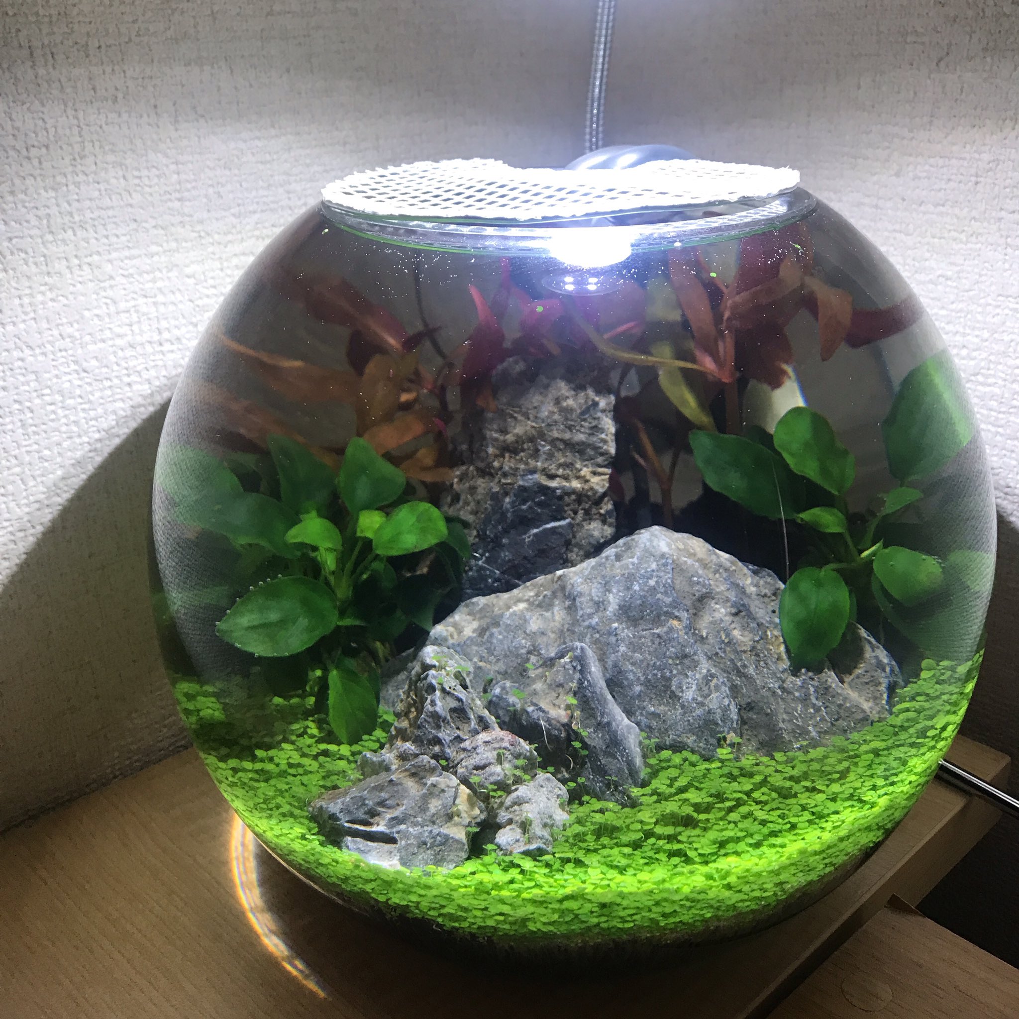 緒多 まり ボトルアクアリウム リセット ヤマトヌマエビ も 青めだか も次々と になり 流木にカビ っぽいのも生えてきたので 流木を諦め石にしてリセットしました 本日注水 今日の水槽 今日の水草 ボトルアクア ベビーハイグロシード Gex