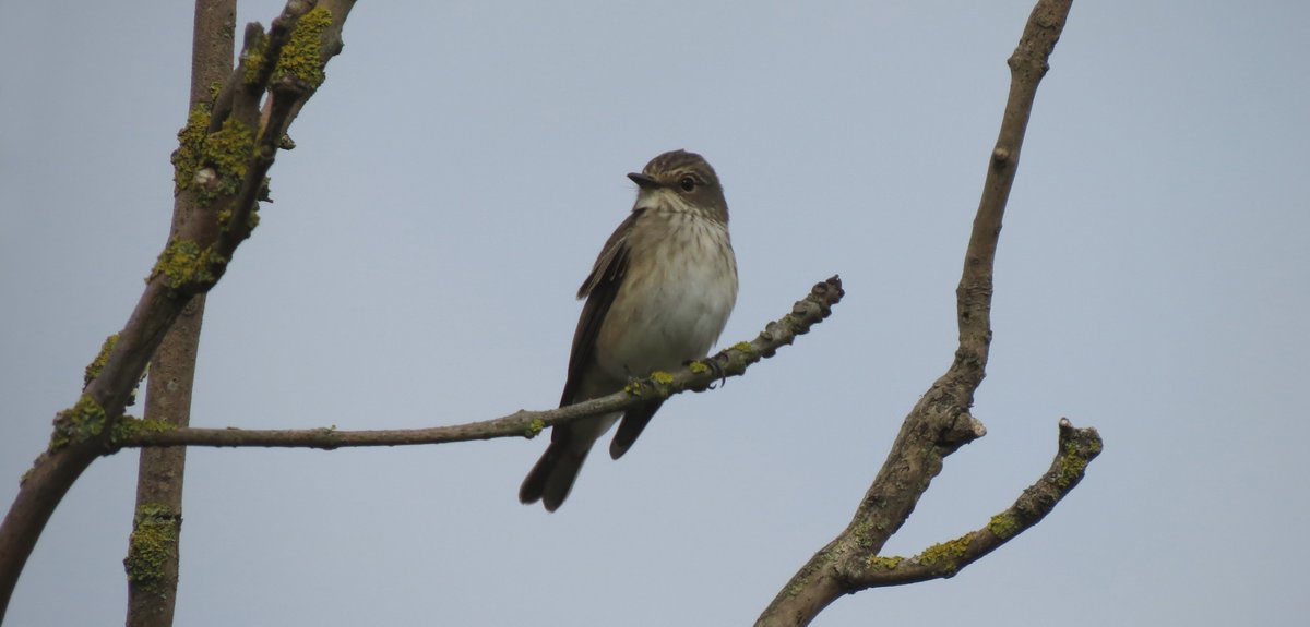 This Spotted Flycatcher was the highlight from slim pickings @bockhillbirders this am.