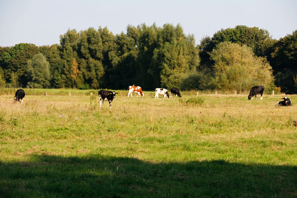 Auf dem #Lippeauenpfad in #Hamm in der Nähe von #SchlossOberwerries kannst Du einen einstündigen Spaziergang durch dieses wunderschöne Naturschutzgebiet machen. 

Vielen Dank an <a href="/SPANESS/">SPANESS</a>, <a href="/RegioGuideRuhr/">Martin H. Brunsmann</a> und <a href="/hamm_stadt/">Stadt Hamm</a> für das schöne Wochenende.

#HAMMtastisch #elephantastisch