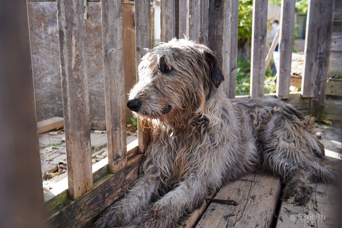 受付犬 受付犬