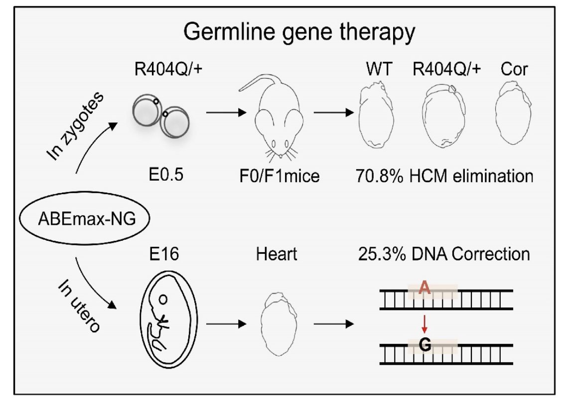 In a mouse model of hypertrophic cardiomyopathy (Myh6 c.1211C>T), adenosine base editing of embryos resulted in 63-71% correction of mutation. HCM was eliminated in these mice post-natally and their offspring. Also in utero inj corrected 25% ahajournals.org/doi/abs/10.116… @CircRes