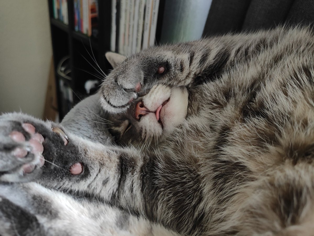 FailRace's tweet photo. Eve you silly derpy cat https://t.co/NbNgGKzjl0