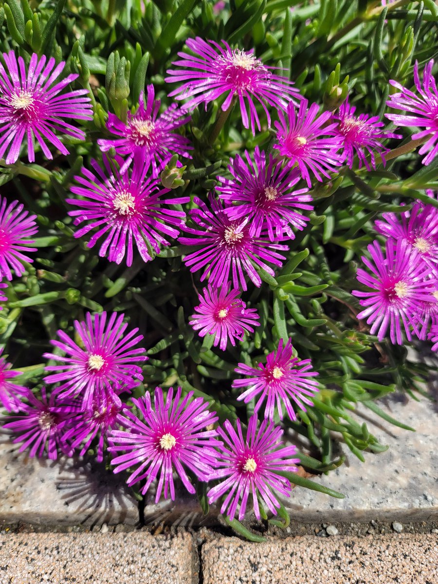 초코송이 (@gotagoro) on Twitter photo 