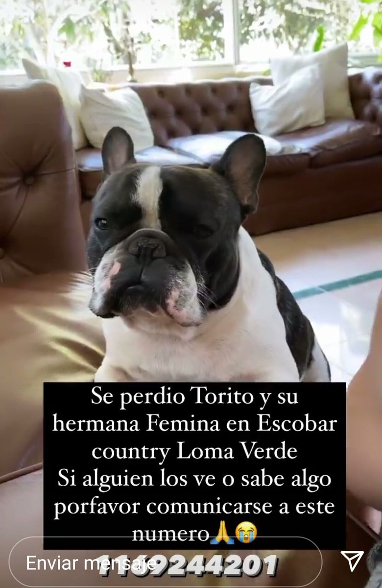 Gente les pido un rt please por favor,  difundir para encontrar a estos dos perritos se perdieron en la zona de Escobar