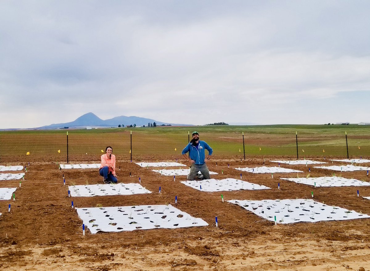 Dr. Carrie Havrilla (@carrie_havrilla) on Twitter photo Amazing <a href="/DrylandLab/">Dryland Ecology and Management Lab</a> grad students <a href="/LouisaKimmell/">Louisa Kimmell</a> and John Bacovcin wrapping up a productive week in the field installing two new #RestoreNet sites in southern Colorado! 🎉 Amazing <a href="/DrylandLab/">Dryland Ecology and Management Lab</a> grad students <a href="/LouisaKimmell/">Louisa Kimmell</a> and John Bacovcin wrapping up a productive week in the field installing two new #RestoreNet sites in southern Colorado! 🎉