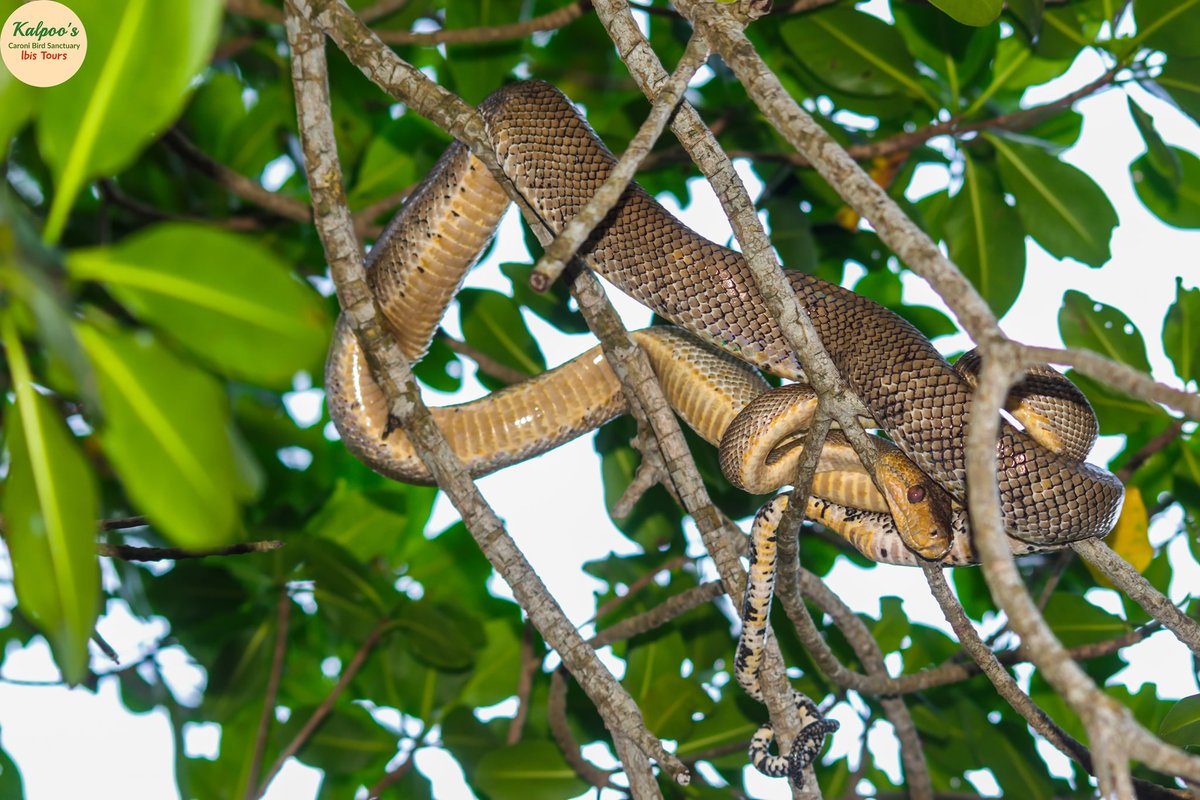 Kalpoos_Ltd's tweet photo. The adult tree boa are usually a dull khaki green or brown colour with a yellow chin, neck and underbelly. They can be seen with black checkered or scattered patterns on their tails.
#treeboa #swamp #snake #cascabel #kalpoos #birdsnctuary #ibis #tours https://t.co/tA3lFKrmSd