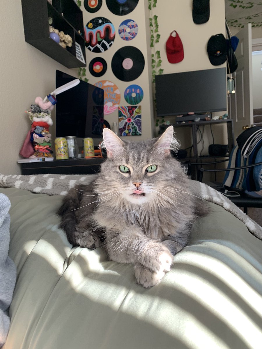 emmawyd's tweet photo. easily the most handsome cat i’ve ever seen hands down no contest https://t.co/3VcNjvEt4A