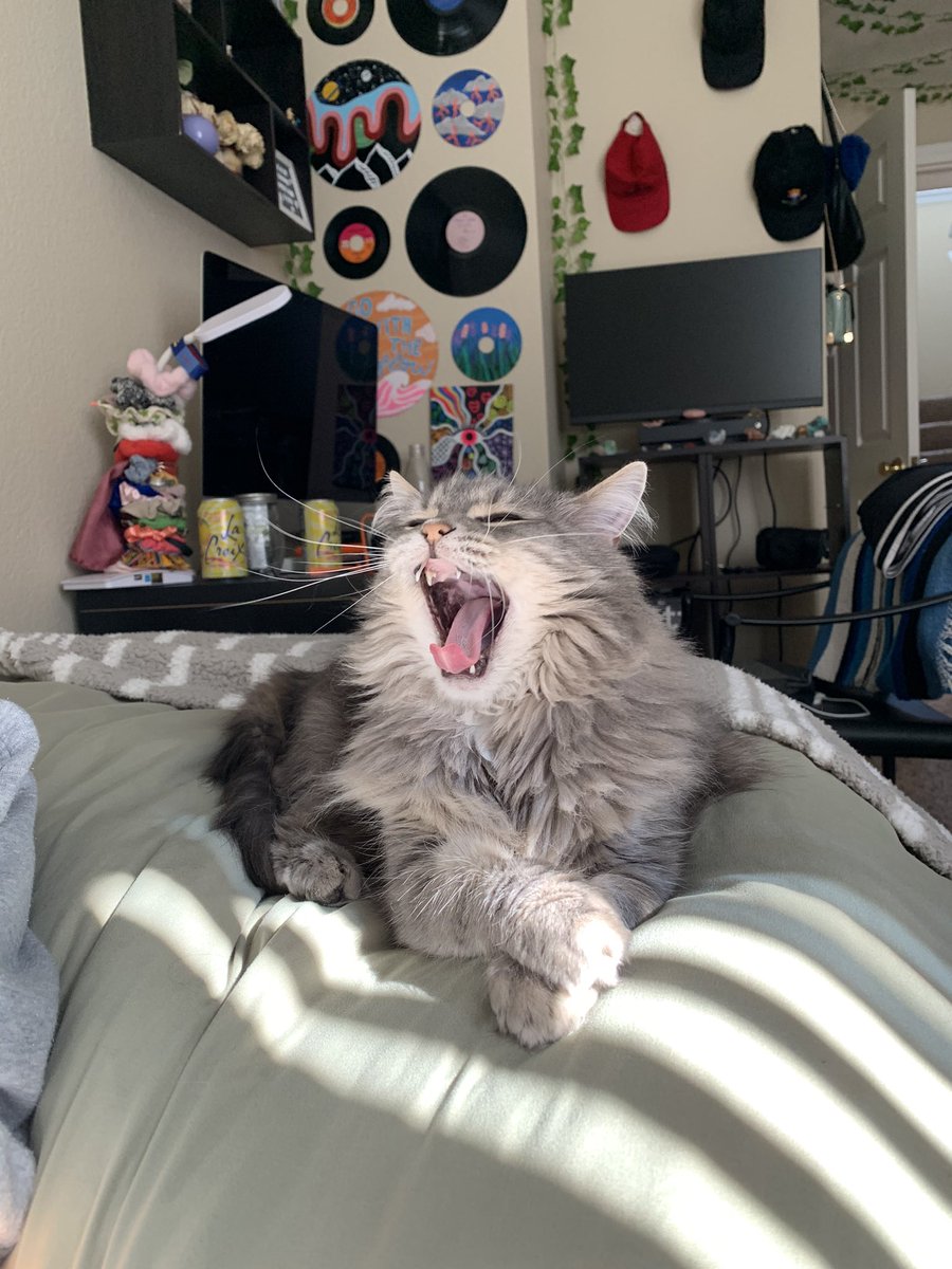 emmawyd's tweet photo. easily the most handsome cat i’ve ever seen hands down no contest https://t.co/3VcNjvEt4A