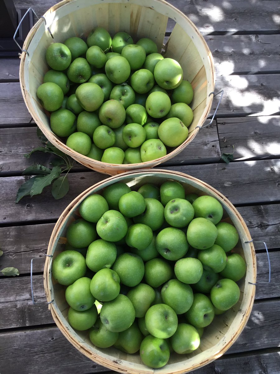 Great year for our backyard apple tree.  Two bushels for eating and one bushel for pies and apple sauce. Maybe we should get a cider press?