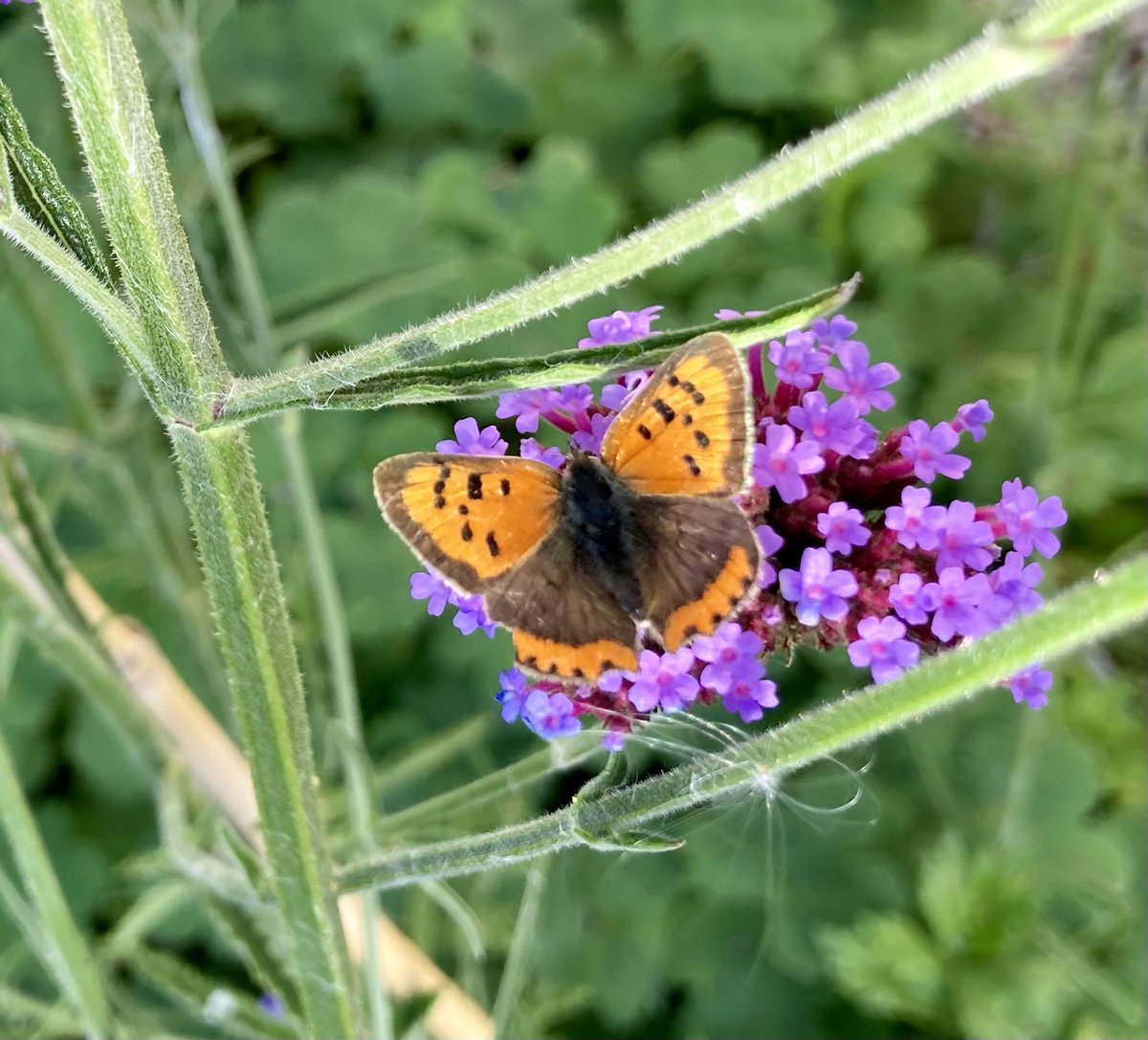 Irish Garden Birds tweet media