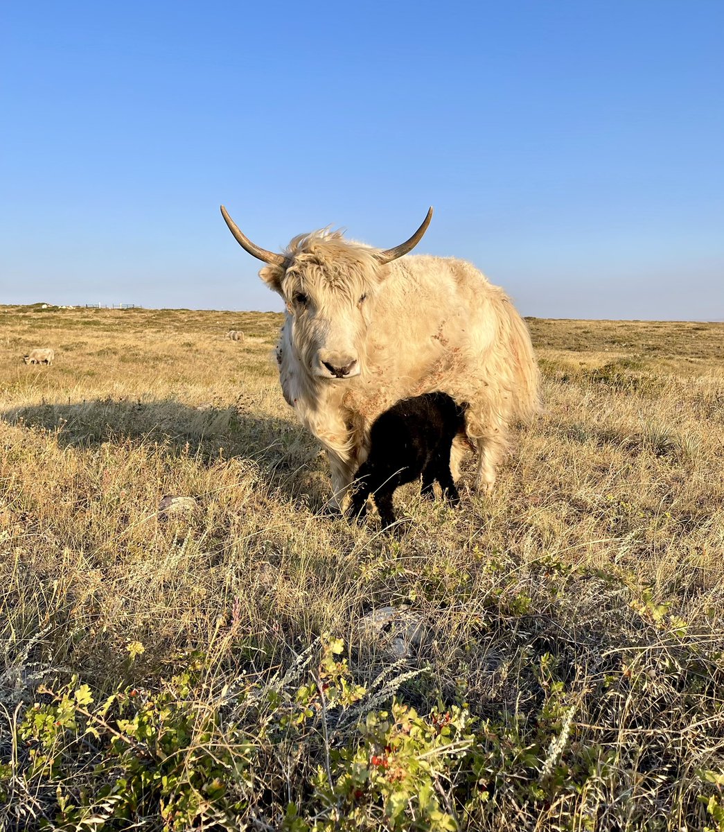 JeffreeStar's tweet photo. We just had our first calf born at the #StarYakRanch!!!! 🤠 Yesterday at around 2AM underneath the moonlight, mama Snowflake gave birth to her stunning imperial lil bull who’s name is officially Volcano! 🖤 She’s being the sweetest &amp; letting us snuggle on him. Welcome home! 🌾 https://t.co/yUoqMocqsW