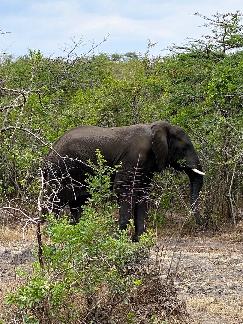 Elephant