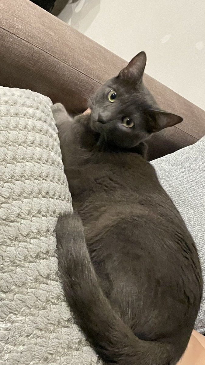 _OlivertheCat's tweet photo. Fue tan sólo un simulacro y no logramos meter a Oliver, por nada del mundo. Raúl quedó como hawaiano. Segundo intento fallido 😭 🐾🐈‍⬛ #Simulacro #NoMeMeto #PawTeam #QueHaremos https://t.co/6ZrHWXQFDw