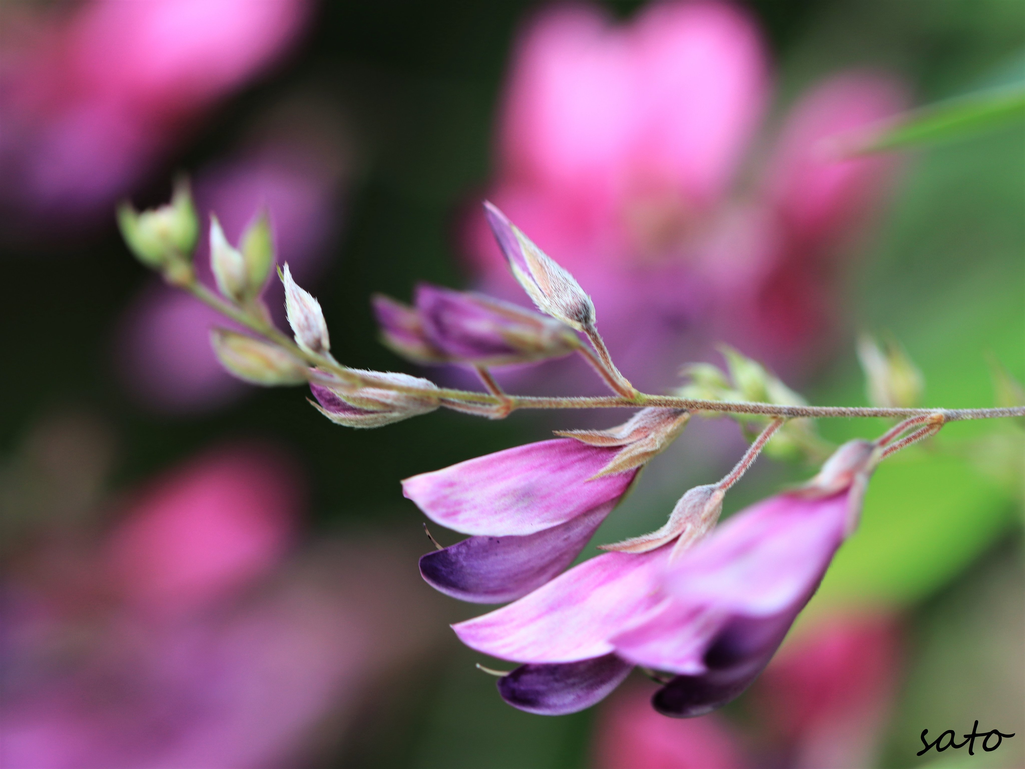 秋の花 Twitter Search Twitter