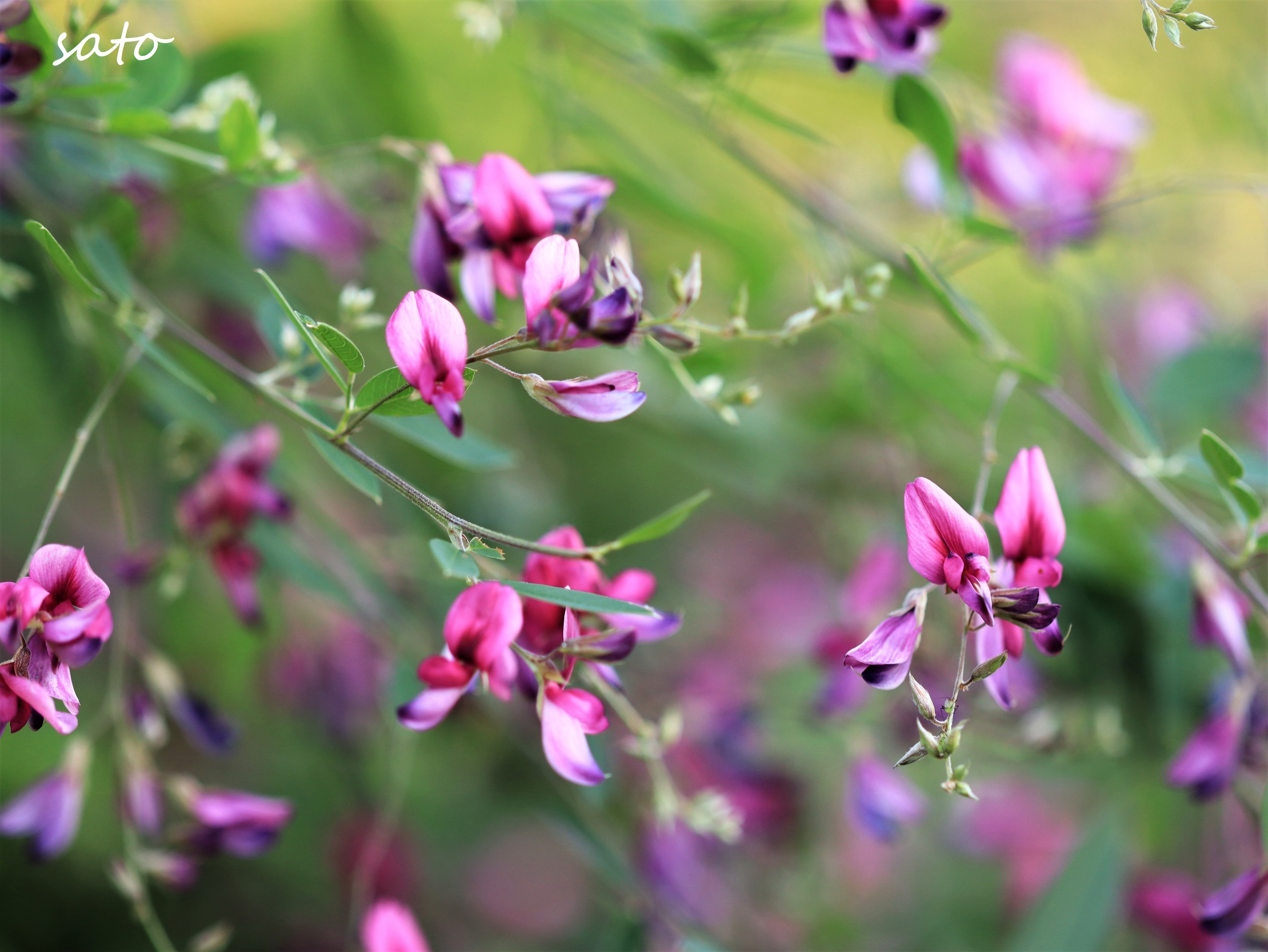 秋の花 Twitter Search Twitter