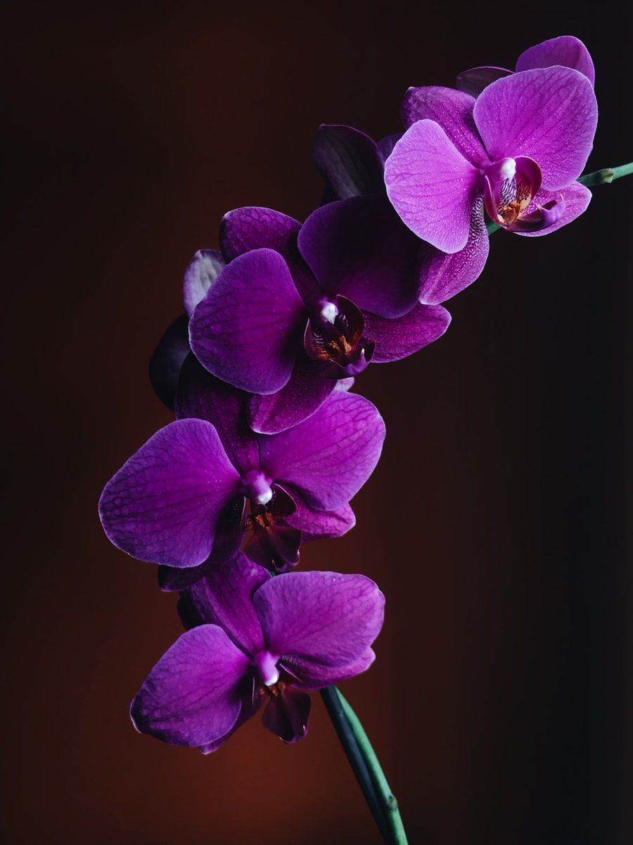 TechnoGardener's tweet photo. ☆✼★━━━━━━━━━━━━★✼☆｡

Plant : Purple Orchids

For : @leviathaterror 

From : Anonymous
 
Message : You’re cool /p https://t.co/oS0LgthLmX