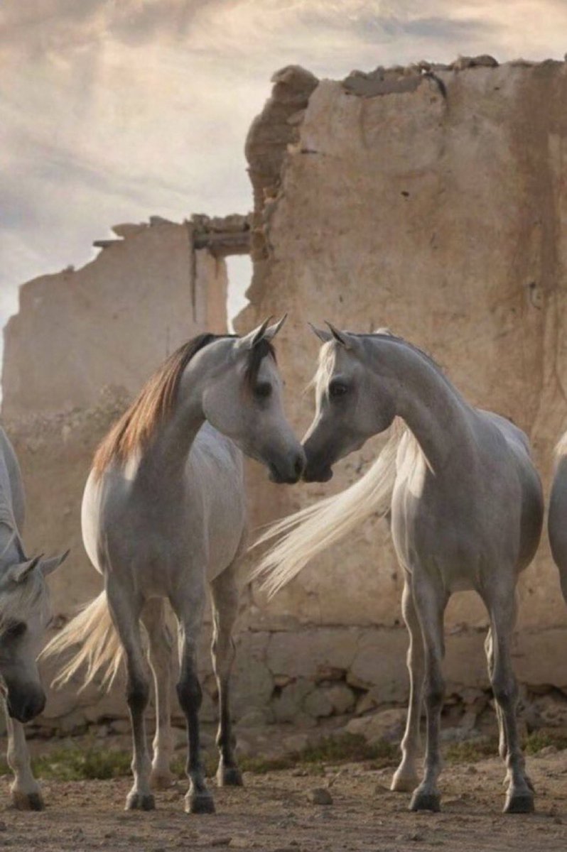 يترك الزمن 
خطوطه العميقة على الوجوه .. 
وتترك الذكريات
خطوطها الأعمق في القلوب .. ! 
﮼
﮼