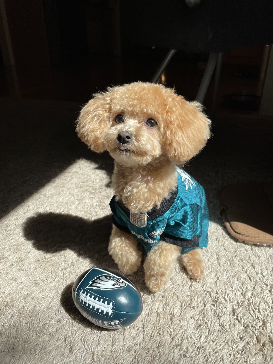 Dan_Hill24's tweet photo. The world’s cutest @Eagles fan https://t.co/erVPPjtN4m