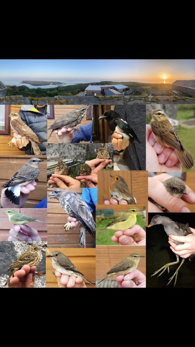 Ollie Padget tweet media