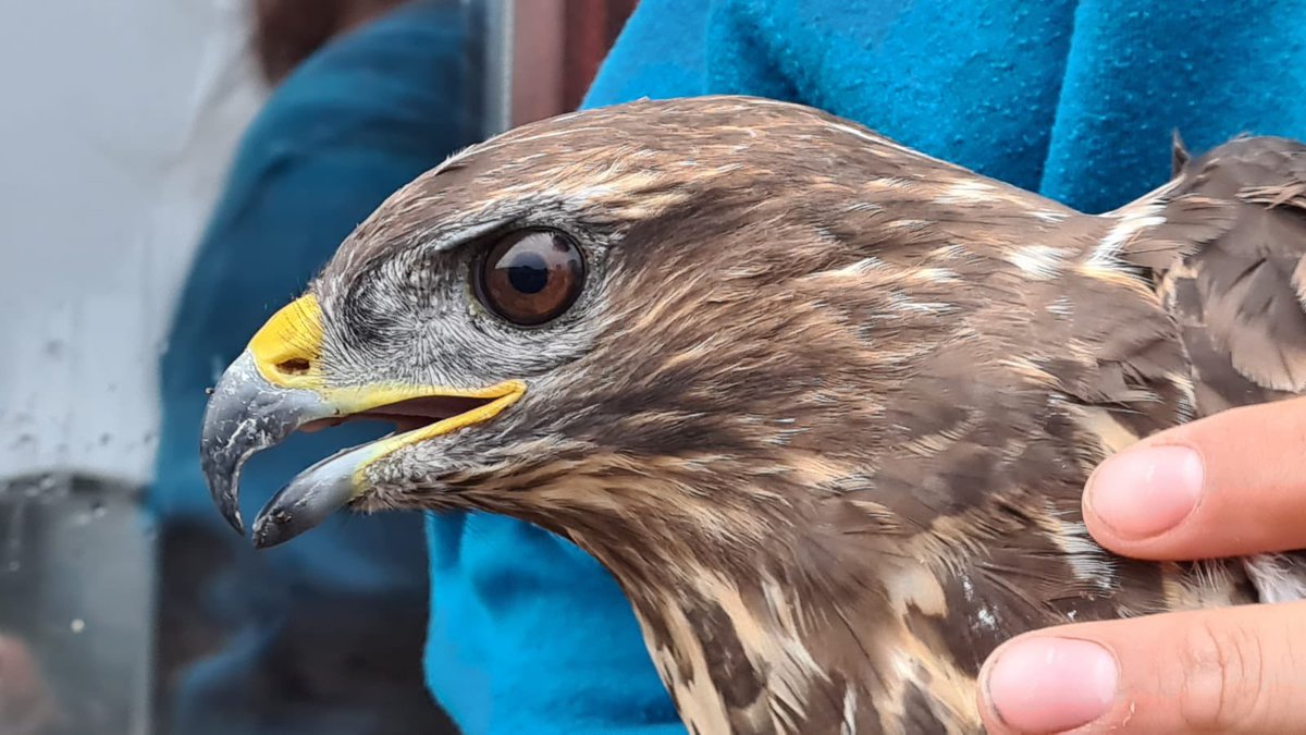 Ollie Padget (@olliepadget) on Twitter photo Seawatching produced all four skuas, little gull and a surprise hobby-thanks <a href="/temiller17/">Thomas Miller</a>, who spent hrs on the old lighthouse spotting skuas and getting us onto them by radio! My own highlight was this buzzard- the 2nd ringed on CBO. Thanks to <a href="/CopelandBirdObs/">Copeland Bird Obs.</a>-we’ll be back! 4/4 Seawatching produced all four skuas, little gull and a surprise hobby-thanks <a href="/temiller17/">Thomas Miller</a>, who spent hrs on the old lighthouse spotting skuas and getting us onto them by radio! My own highlight was this buzzard- the 2nd ringed on CBO. Thanks to <a href="/CopelandBirdObs/">Copeland Bird Obs.</a>-we’ll be back! 4/4