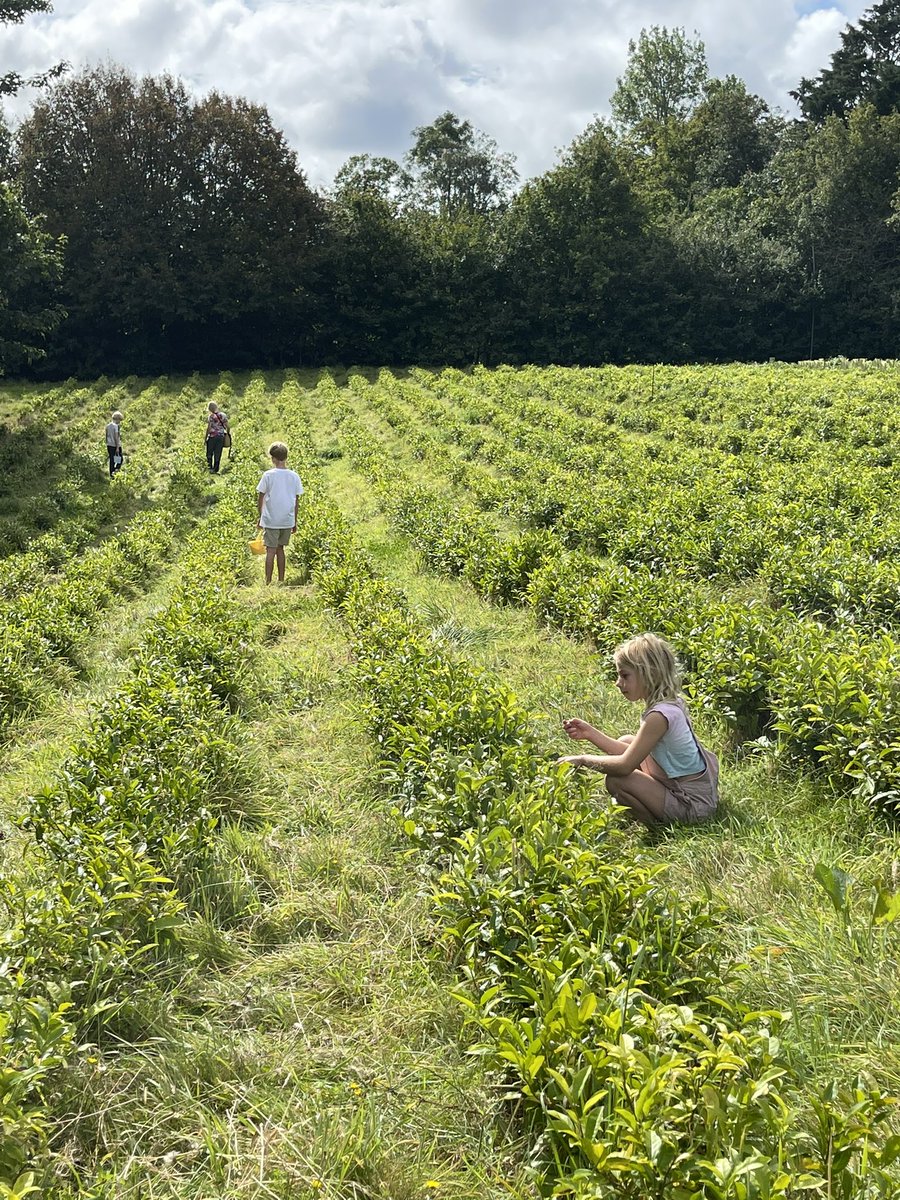 TheJsyTeaCoLtd's tweet photo. Hunting for tea nuts! One of the main reasons for staring a tea farm was to have more quality time with the children and to help them to love and appreciate the land. Days like today are special. Family and friends having fun together. #jerseytea #organicjerseytea #teanuts https://t.co/NT0CTpqs0d