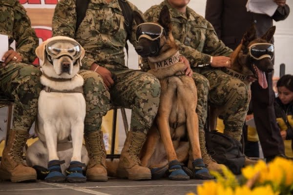 Hace 4 años, Frida, Ecko, Evil y un escuadrón canino de la Marina arriesgó sus vidas para localizar y salvar personas sepultadas en los escombros tras el sismo del #19DeSeptiembre  

A todos y cada uno de ellos, nuestro más profundo agradecimiento ❤️