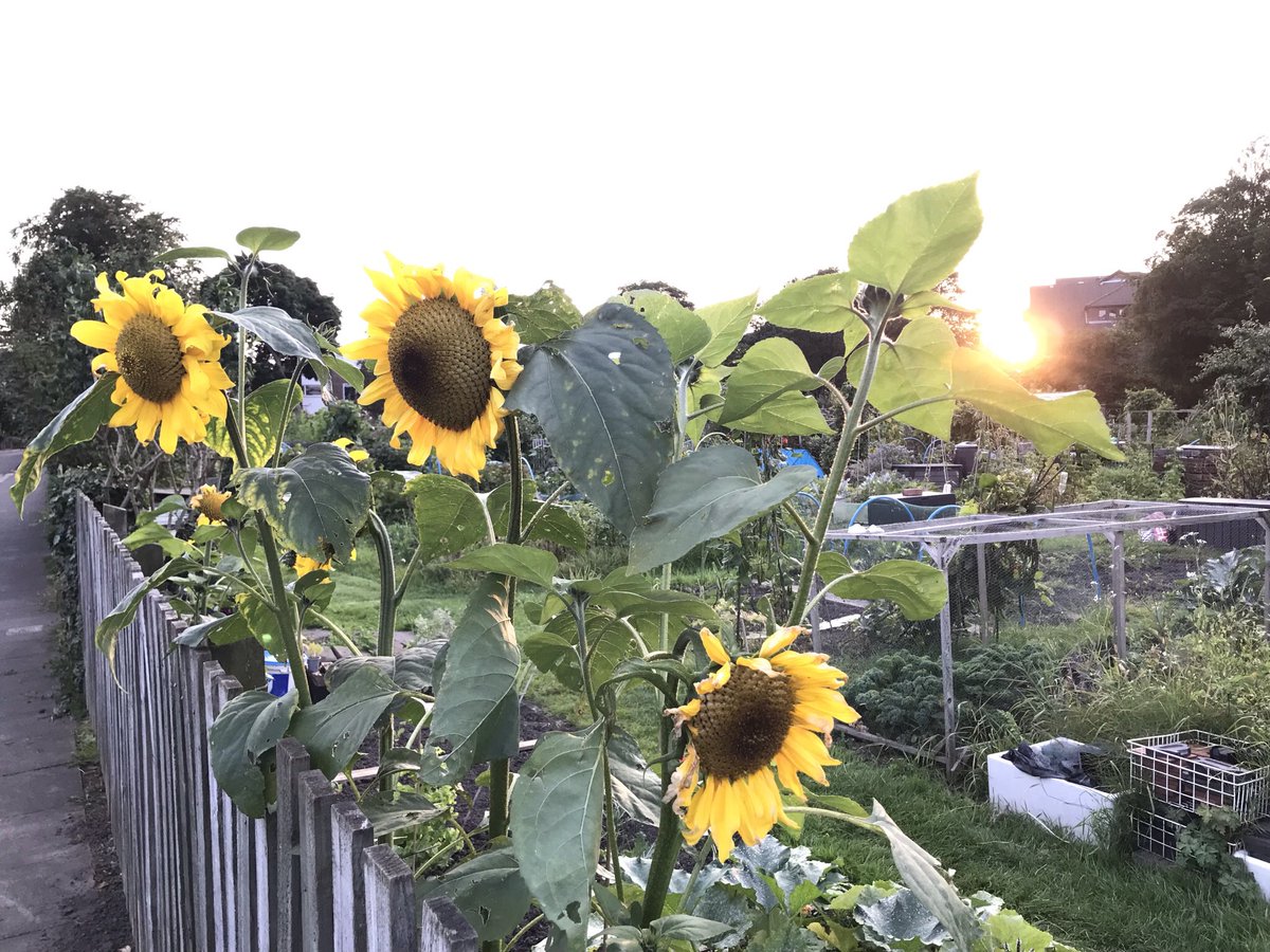 expatinCAT's tweet photo. a burst of sunflowers
as day folds down
into a present of past
stored in the cool spaces
of under-leaves
and lengths of memory
like the lingering
of piano keys

#poem #sunflowers #sunset #poetry #writingcommmunity https://t.co/ML4VkfPc6e