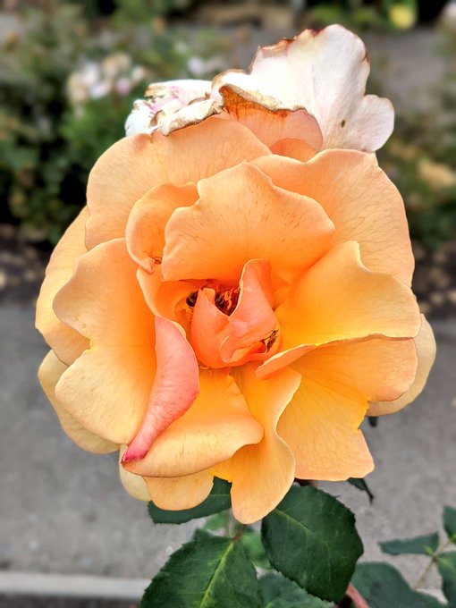I went to the Berkeley Rose Garden yesterday and all the flowers smelled absolutely delicious. All I<a href="/tag/sploshing"class="tags"><span>#sploshing</span></a><a href="/tag/wetandmessy"class="tags"><span>#wetandmessy</span></a>