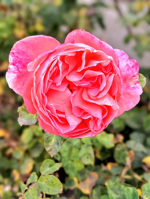 I went to the Berkeley Rose Garden yesterday and all the flowers smelled absolutely delicious. All I<a href="/tag/sploshing"class="tags"><span>#sploshing</span></a><a href="/tag/wetandmessy"class="tags"><span>#wetandmessy</span></a>